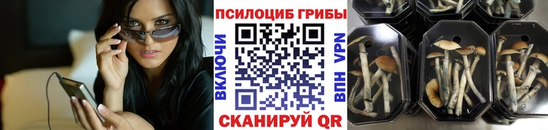 Галлюциногенные грибы Psilocybe  blacksprut   Грязи 